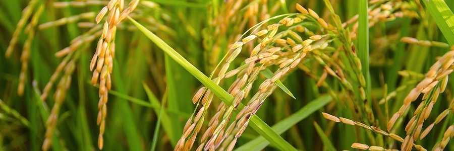 Proyecto para producir hidrógeno verde a partir de paja de arroz y lodos de EDAR