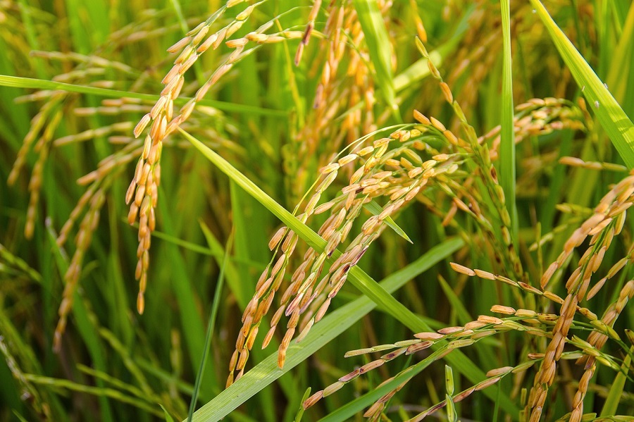 Proyecto de valorización de paja de arroz para producir hidrógeno verde
