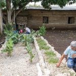 Biojardineras o cómo depurar el agua con piedras, plantas y microorganismos