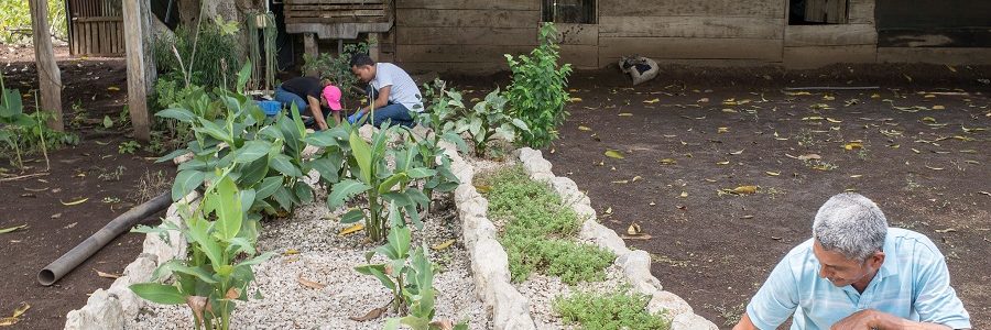 Biojardineras o cómo depurar el agua con piedras, plantas y microorganismos