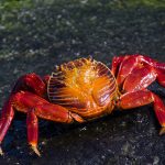 Baterías más sostenibles valorizando cáscaras de cangrejo