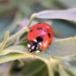 ¿Podemos prescindir de los pesticidas para controlar las plagas en cultivos?