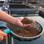 Subproductos de cerveza como alternativa nutritiva para peces de acuicultura