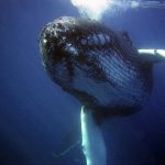 Las ballenas ingieren hasta diez millones de microplásticos al día