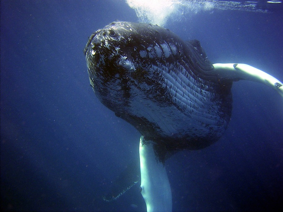 Las ballenas ingieren millones de microplásticos cada día