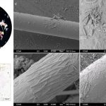 Las microfibras en el mar Mediterráneo son hogares flotantes para las bacterias