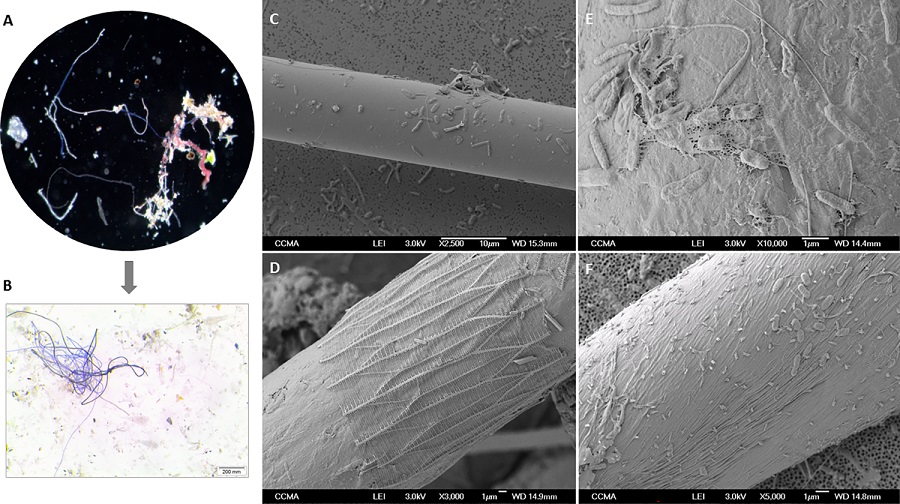 Bacterias en las microfibras del mar Mediterráneo