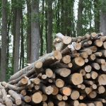 Científicos y académicos españoles defienden el uso energético de la biomasa forestal