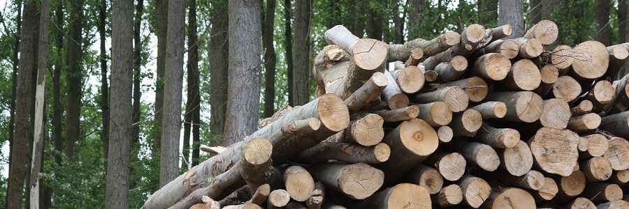Científicos y académicos españoles defienden el uso energético de la biomasa forestal