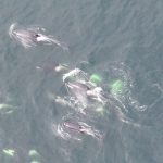 Encuentran químicos persistentes en orcas en peligro de extinción