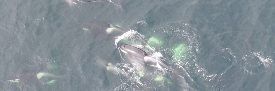 Encuentran químicos persistentes en orcas en peligro de extinción