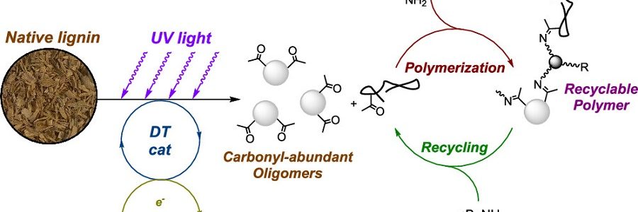 Investigadores usan la luz para convertir lignina en plásticos reciclables