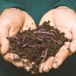 Proyecto de vermicompostaje en huertos urbanos de Sevilla