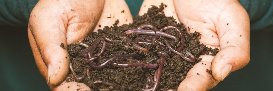 Proyecto de vermicompostaje en huertos urbanos de Sevilla