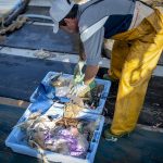 2.600 pescadores recuperan 190 toneladas de basura marina con el proyecto Upcycling the Oceans