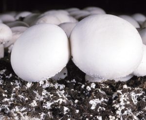 Cultivo de champiñón
