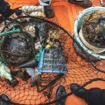 Especies costeras sobreviven y se reproducen sobre residuos plásticos en alta mar