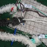 Desarrollan cuerdas de base biológica para sustituir al plástico en acuicultura