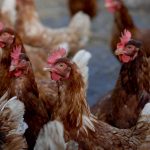 Proyecto APROAVI: valorización de residuos avícolas para producir biogás y fertilizantes