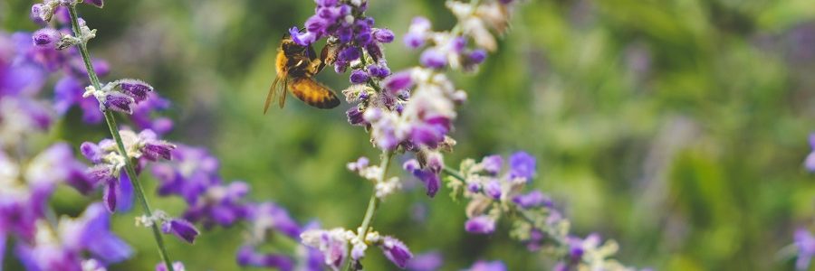 La economía circular también mejora la biodiversidad