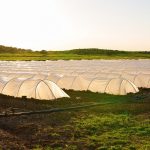 Valorización de residuos de mataderos y papeleros para obtener bioplásticos y fertilizantes