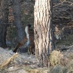 Muere un lince en Murcia por la ingesta de plásticos