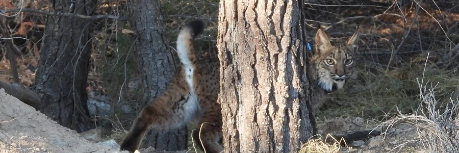 Muere un lince en Murcia por la ingesta de plásticos