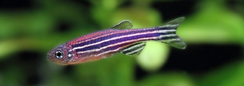 Investigan en el pez cebra los efectos de los nanoplásticos sobre la salud humana