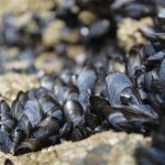 Los microplásticos afectan al crecimiento de los mejillones