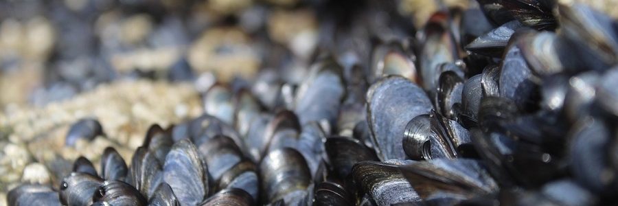 Los microplásticos afectan al crecimiento de los mejillones