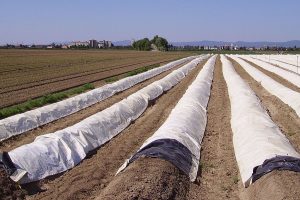 microplásticos, superbacterias y alimentos