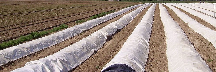 Los microplásticos de los suelos agrícolas podrían estar introduciendo superbacterias en la cadena alimentaria