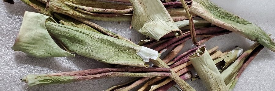 Proponen usar residuos de aloe vera como insecticida natural