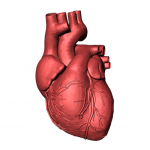 Encuentran microplásticos en corazones humanos