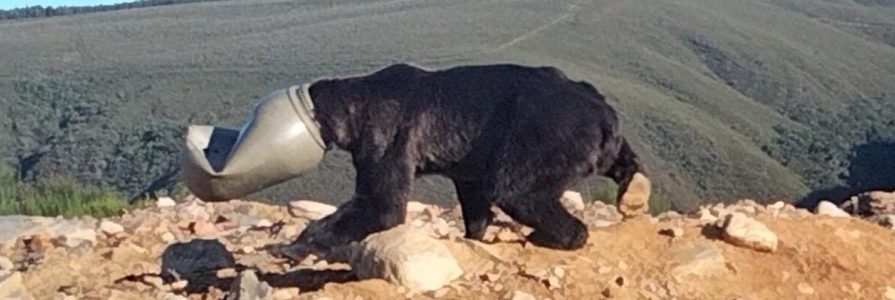 Liberan a un oso pardo con la cabeza atrapada en un bidón de plástico
