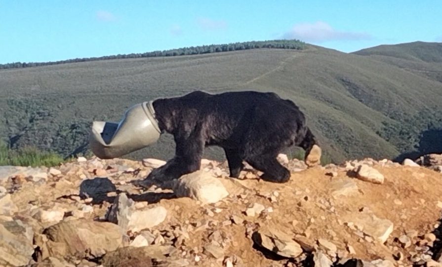 Liberan a un oso con la cabeza en un bidón de plástico