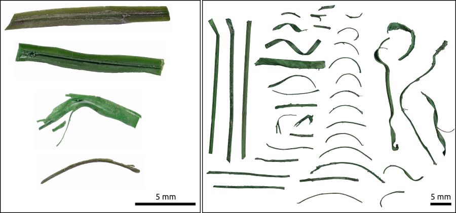 microplásticos procedentes de campos de césped artificial