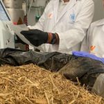 Proyecto para producir bioplásticos con la paja de arroz de la Albufera de Valencia