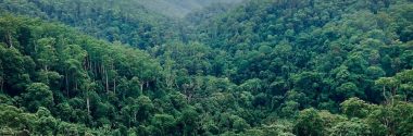 Las plantas podrían absorber más CO2 antropogénico de lo que se creía hasta ahora