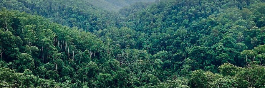 Las plantas podrían absorber más CO2 antropogénico de lo que se creía hasta ahora