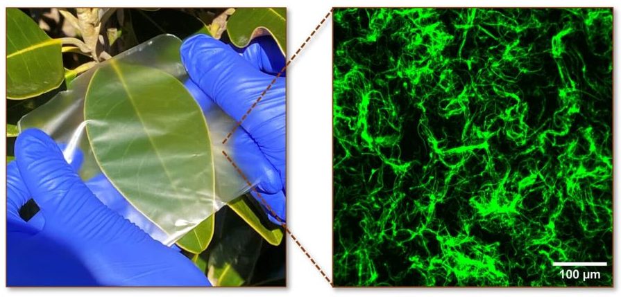 Alternativas al plástico con biopolímeros procedentes del mar