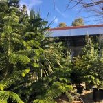Madrid abre la campaña de recogida de árboles de Navidad