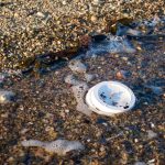 Una nueva métrica de sostenibilidad cuantifica la persistencia de los plásticos en el medio ambiente