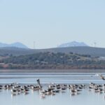 Las gaviotas trasportan cientos de kilos de plástico de los vertederos a reservas naturales