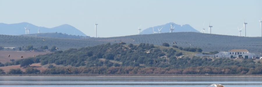 Las gaviotas trasportan cientos de kilos de plástico de los vertederos a reservas naturales