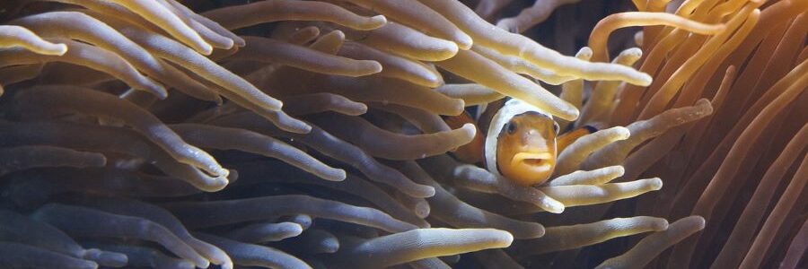 Las anémonas marinas guardan el secreto para degradar microplásticos