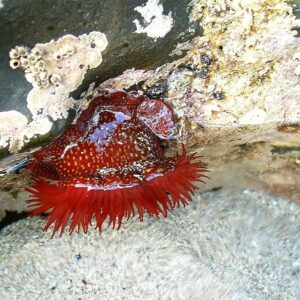 Anemonas y microplásticos