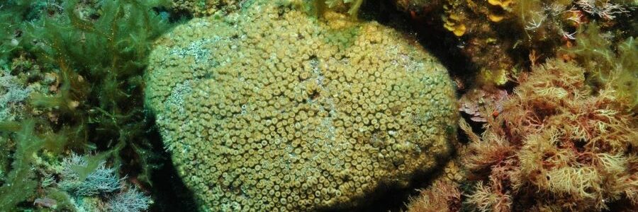 Hallan por primera vez restos de contaminación industrial en corales