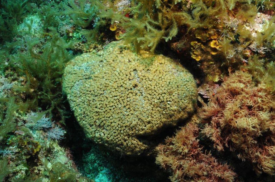 Encuentran contaminación industrial en corales