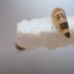 Desarrollan un ‘intestino de gusano’ artificial para degradar plástico